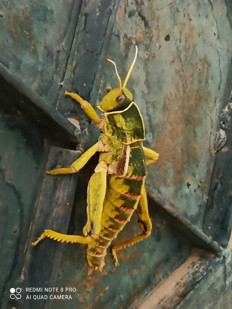 Pamphagus caprai