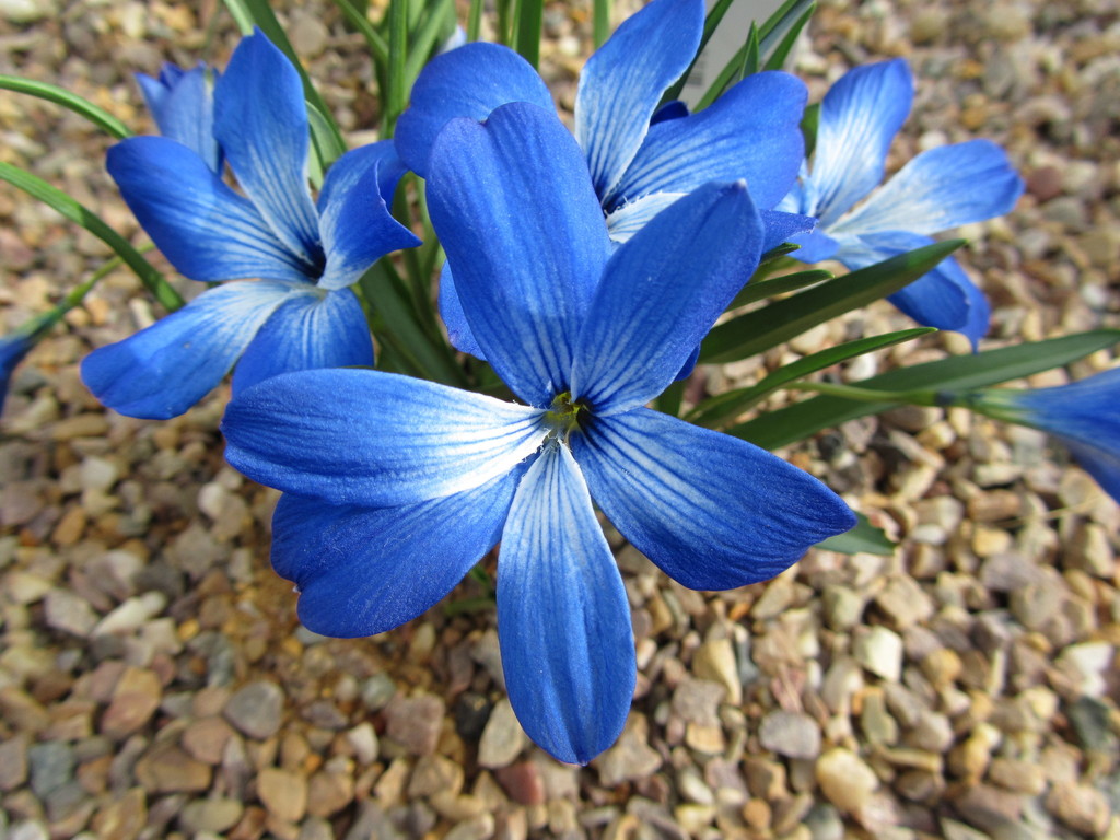 Chilean Blue Crocus