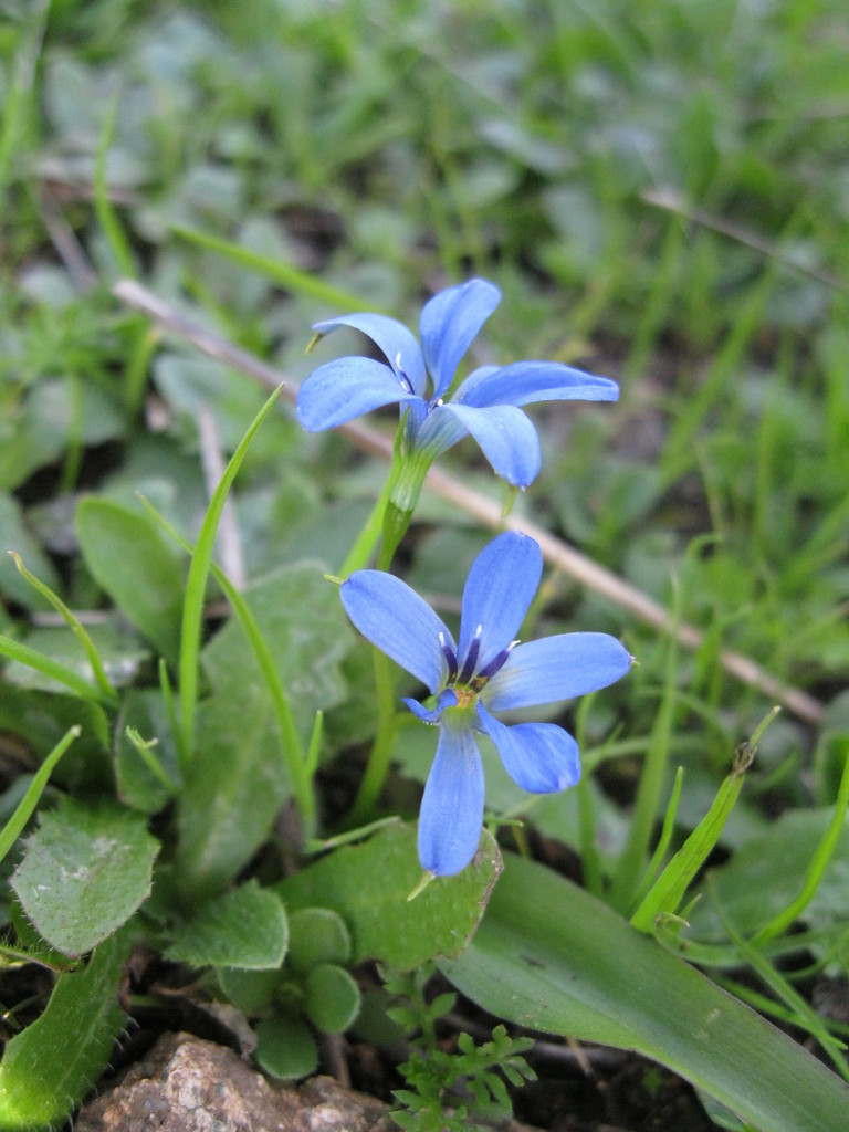 Long-leaved violet