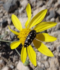 Acmaeodera gibbula