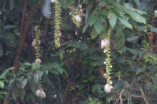 Barringtonia macrostachya observed 2023-04-29