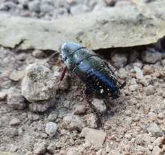 Blattoidae