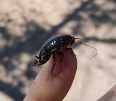 Blattoidae