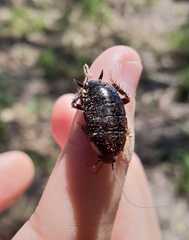 Blattoidae