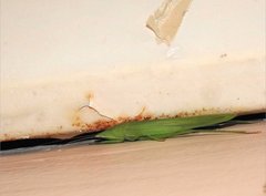 Euconocephalus nasutus