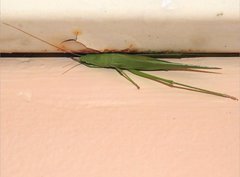 Euconocephalus nasutus