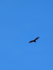 Cathartes aura image