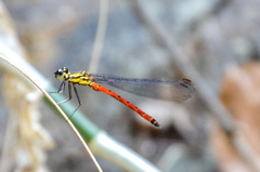 Rhinocypha pagenstecheri timorana