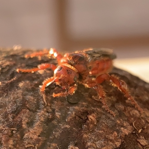 Scolia nobilitata nobilitata