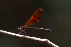 Polythoridae