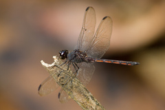 Anisoptera