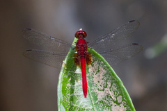 Anisoptera