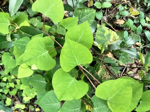 Rockroot (Agdestis clematidea)