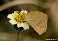 Eurema laeta