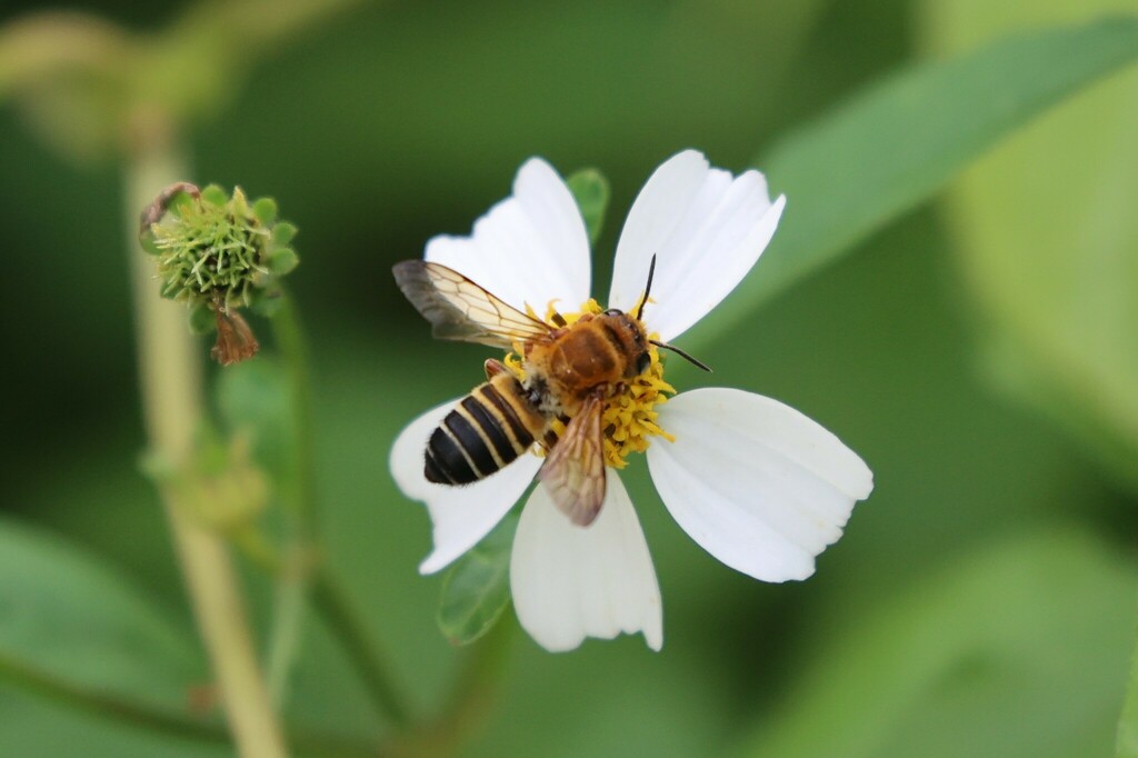 Megachile ferruginea