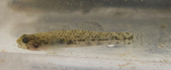 Pseudogobius masago