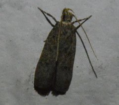 Glyphidocera juniperella