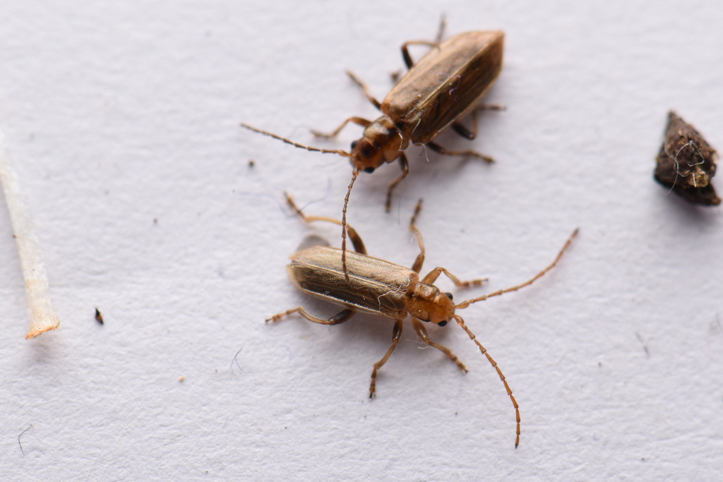Haplosomoides tsoui