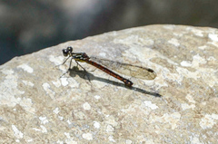 Rhinocypha pagenstecheri timorana