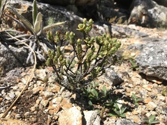 Pimelea traversii