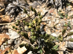 Pimelea traversii