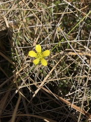 Ranunculus gracilipes
