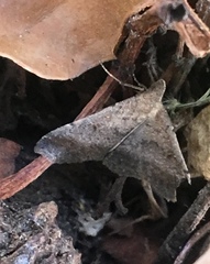 Tetanolita palligera
