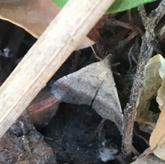 Tetanolita palligera