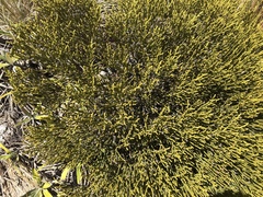 Veronica lycopodioides