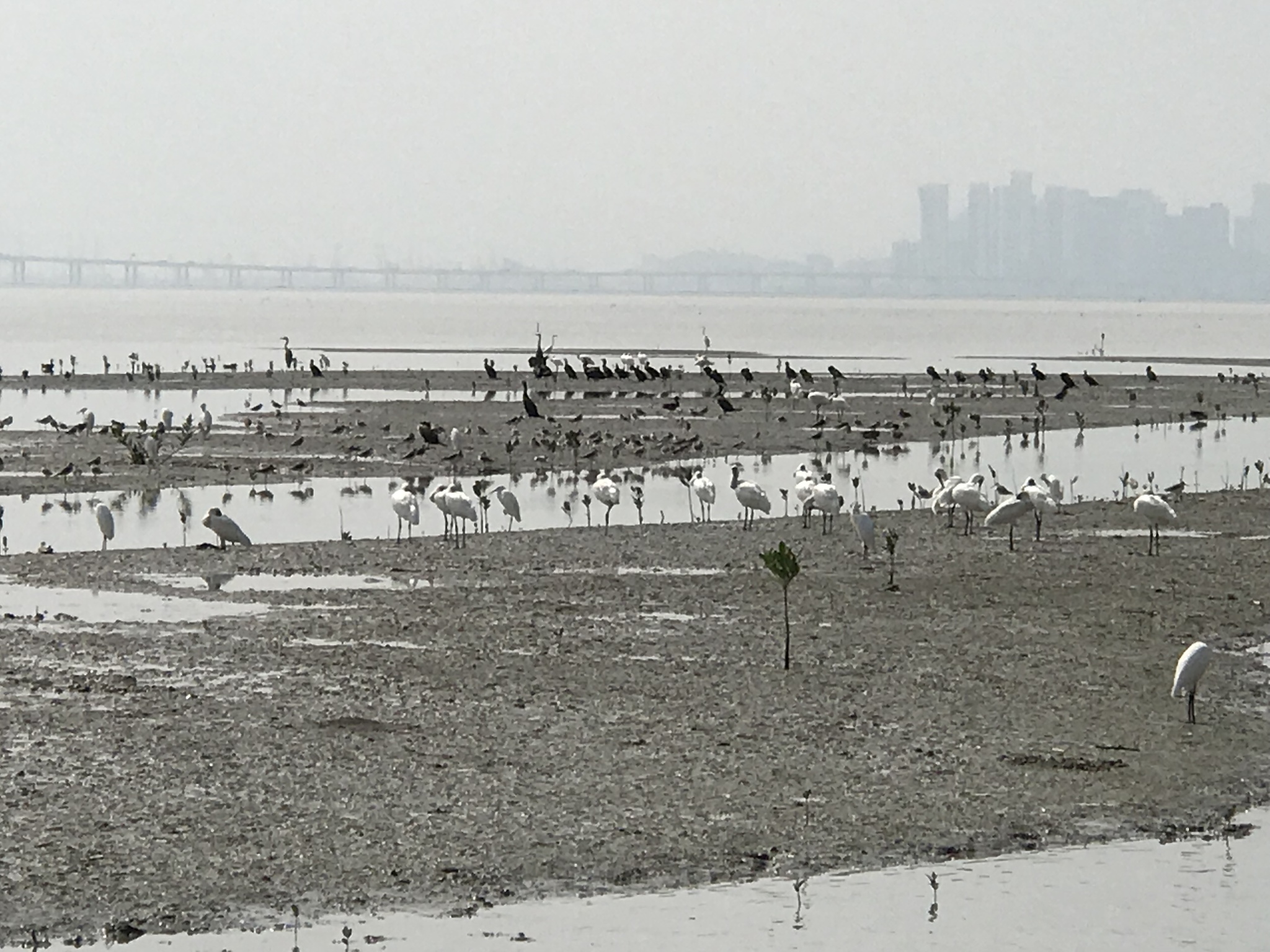 Black-faced Spoonbill