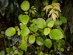 Jovellana sinclairii