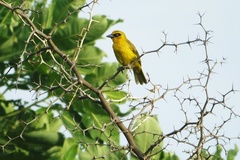 Ploceus brachypterus