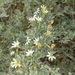 Scaevola spinescens - Photo (c) David Muirhead,  זכויות יוצרים חלקיות (CC BY-NC), uploaded by David Muirhead