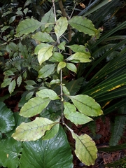 Coprosma tenuifolia