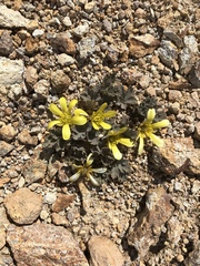 Ranunculus crithmifolius
