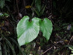 Cardiocrinum giganteum