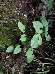 Cardiocrinum giganteum