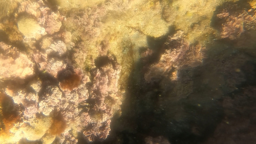 Corallina image