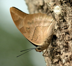 Archaeoprepona demophon