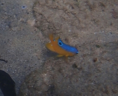 Stegastes flavilatus