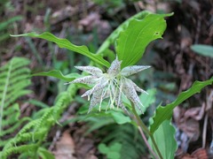 Prosartes maculata