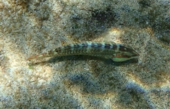 Halichoeres chierchiae