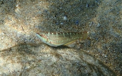 Halichoeres chierchiae