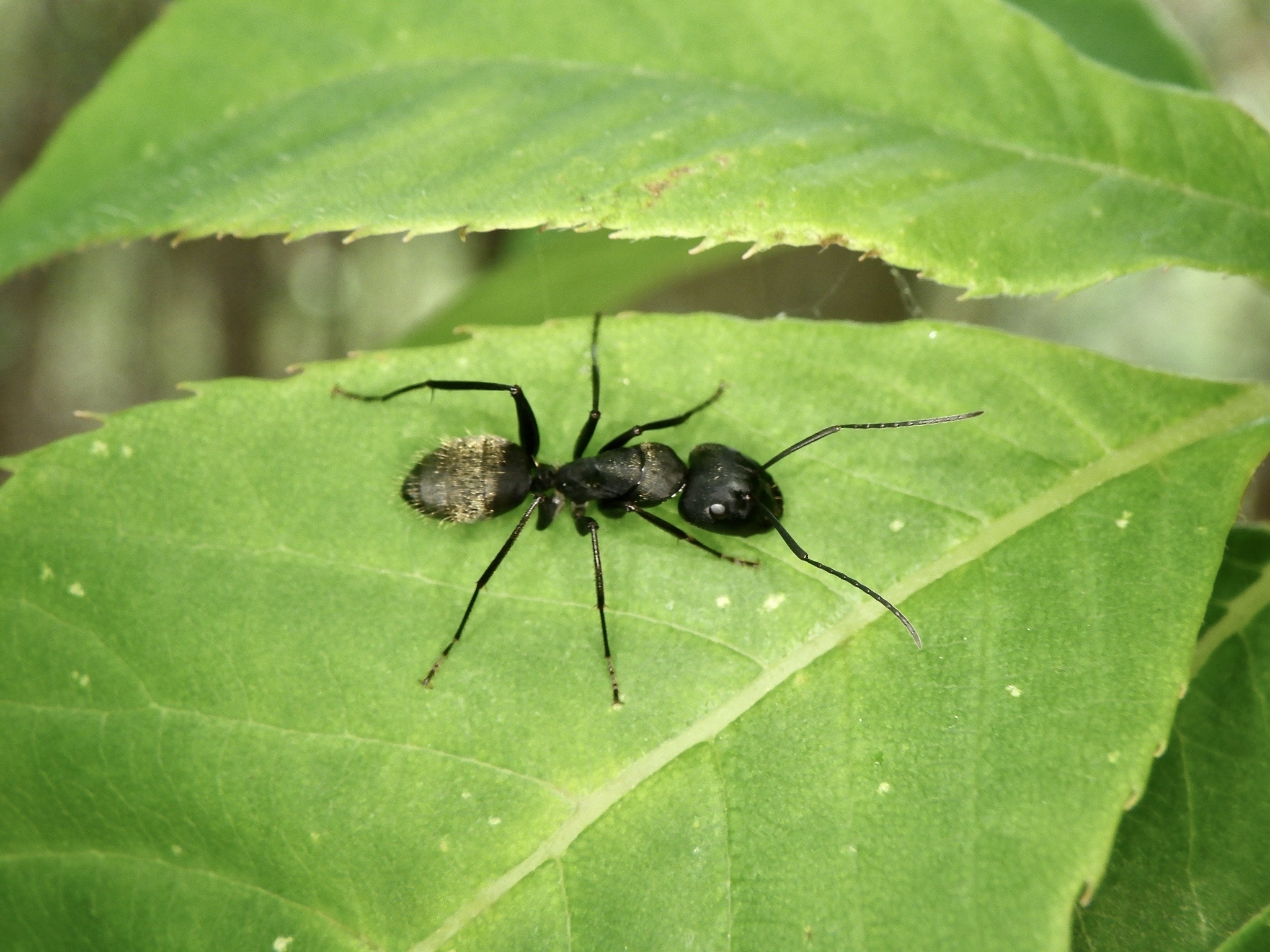 Camponotus japonicus Mayr, 1866