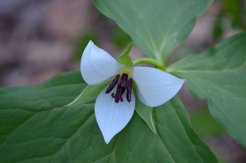 Illscented wakerobin (Trillium rugelii)