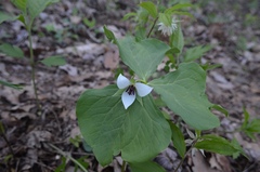 Trillium rugelii