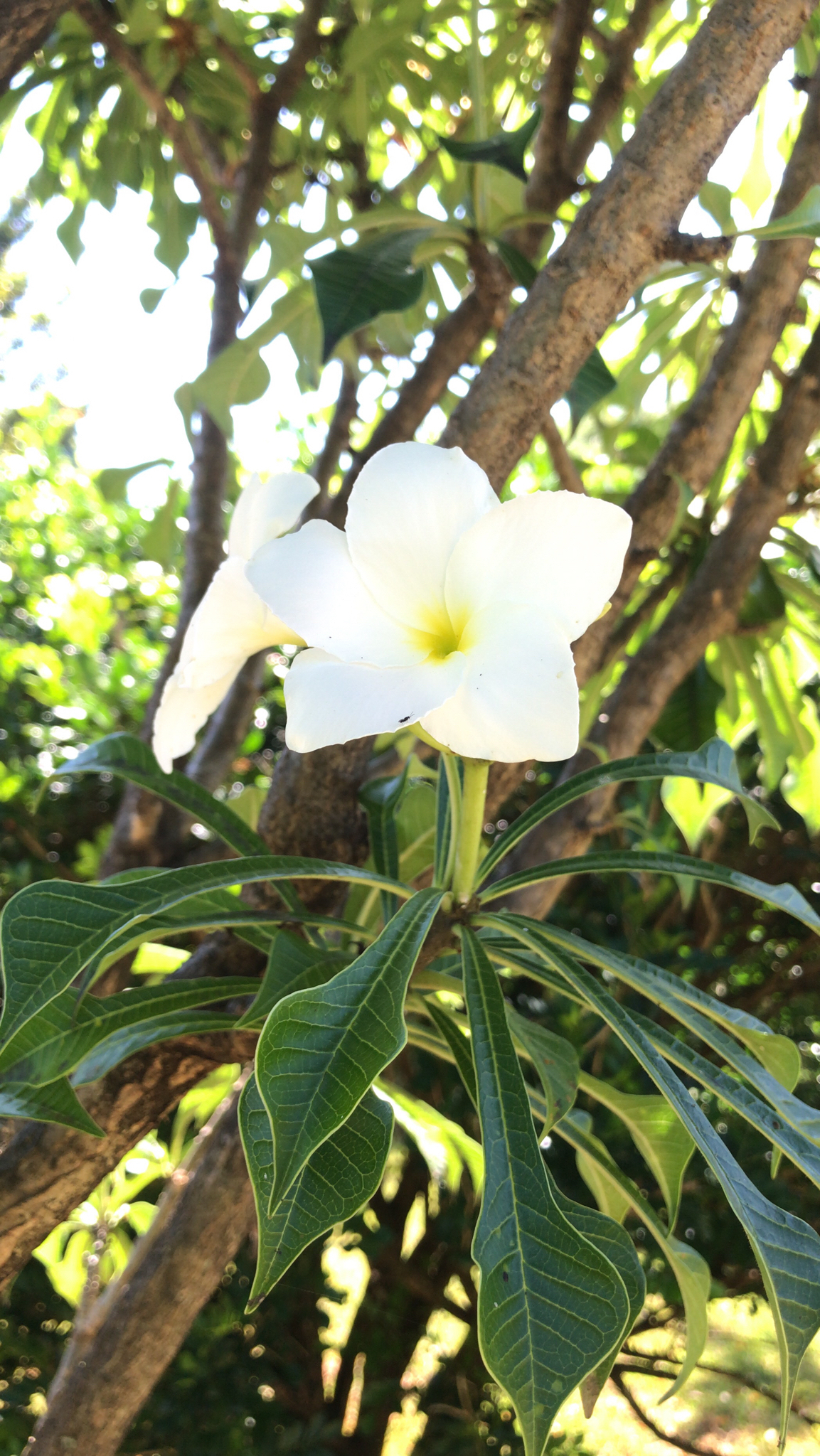 Plumeria pudica