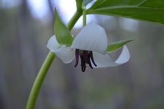 Trillium rugelii