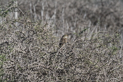 Passerculus sandwichensis beldingi