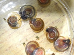 Helicorbis cantori